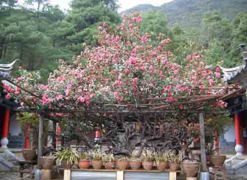 玉峰寺與玉峰寺山茶